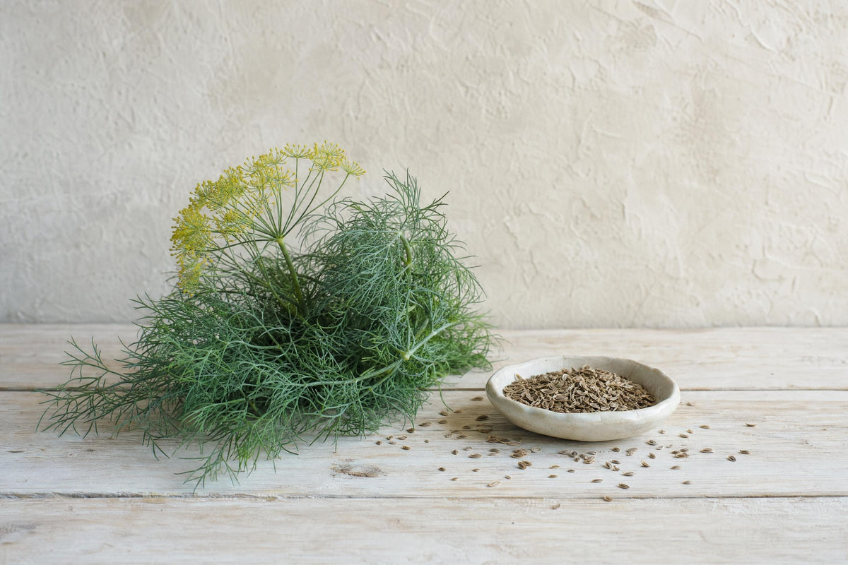 Dill — Aroma, Herkunft und Verwendung